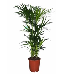 Kentia Palm