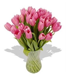 Fresh Pink Tulips