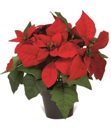 Poinsettia Plant