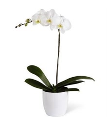 White Phalaenopsis