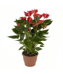 Anthurium Plant